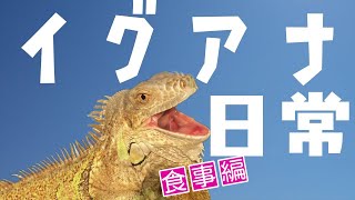 グリーンイグアナにエサやりしたらかわいすぎた【ノーカット】