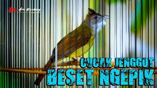 Download lagu MASTERAN CUCAK JENGGOT BETINA GACOR NGEPIK BESET mp3