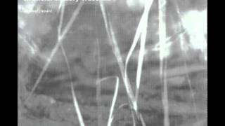 Artificial Memory Trace - Elekreon (Insekt Raga)