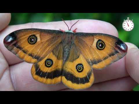 Walter's Silkmoth LifeCycle in ONE MINUTE!
