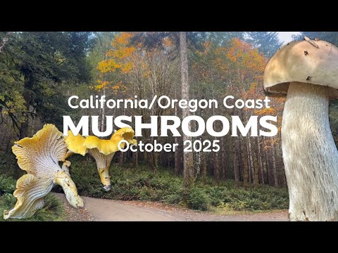 California-Oregon Coast Mushroom Gathering and Identification OCTOBER 2025
