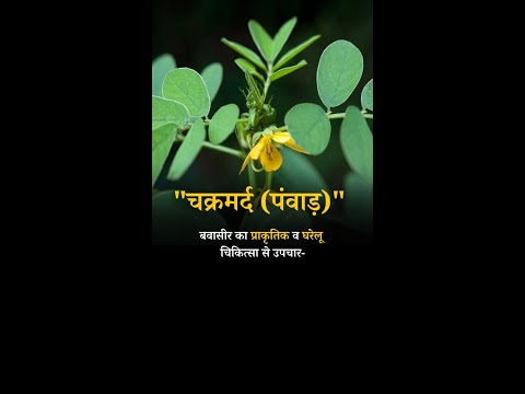 Natural and Home remedies for Piles Chakramard (Panwar)#piles #shorts #pilessurgery #pilesclinic