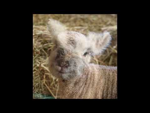 Happy Birthday Namish