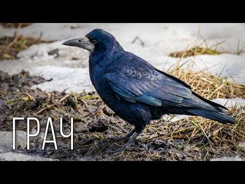 Rook: Herald of Spring | Interesting Facts About Rooks