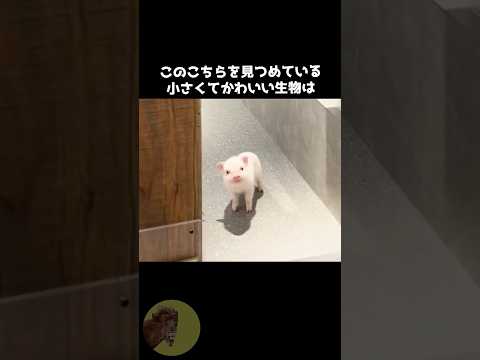 マイクロブタがかわいすぎる！🐽 #動物 #雑学 #豆知識 #マイクロブタ #かわいい