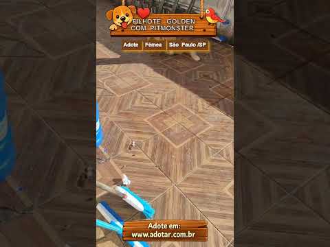 Vídeo de FILHOTE PITBULL MONSTER COM GOLDEN