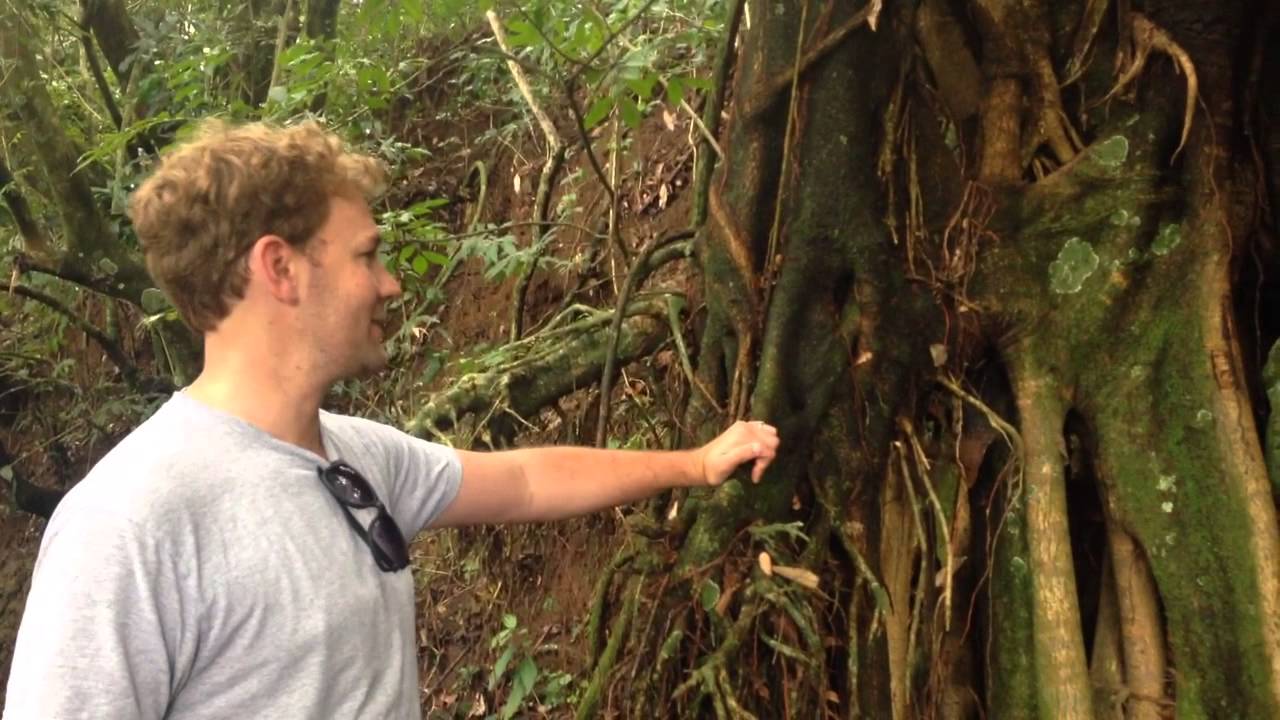 Tropical Rainforest Adaptations