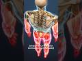 Symptoms Of Cervical Spinal Cord Compression Myelopathy