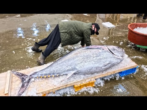 우리나라 참치 250킬로? 우리나라 참치 250킬로?