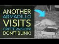 Another Armadillo Visits CritterVision!