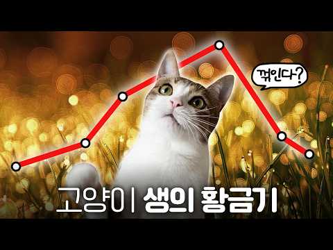 고양이가 이 나이 때 놓치면 안 되는 것이 있습니다