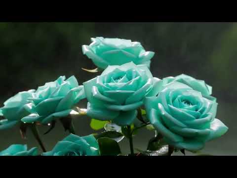 Rainy day Roses:)  #shorts