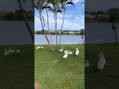 Boa tarde ☀️#morrinhos #goiás #natureza #interiordegoias #lugareslindos #paisagemnatural