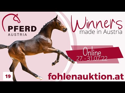 🍀www.fohlenauktion.at - Nr.  1️⃣9️⃣ "Baron Czernin L" v. Bohemian  - Ramiro's Bube - Danny Wilde
