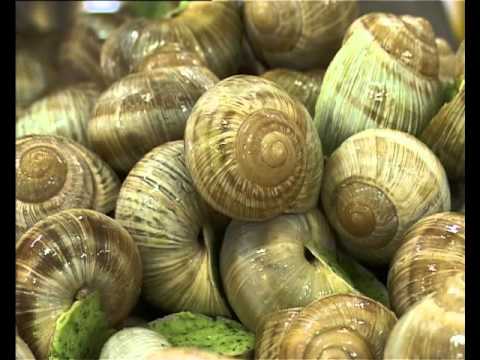 Terres de Gout : Escargot de bourgogne montre tes cornes