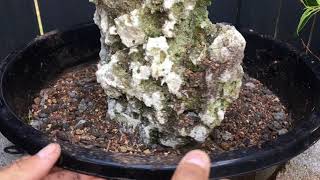 Bonsai over rock from cutting (ficus tigerbark)