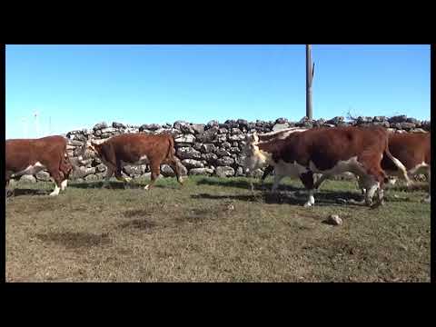Lote 48 Vaquillonas Vacas Preñadas POLLED HEREFORD, Tacuarembó