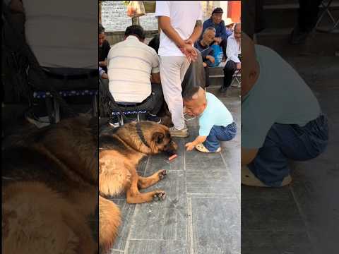 “The Dog Got Blamed for Something He Didn’t Do 😂” #funny #comedy #prank #shorts
