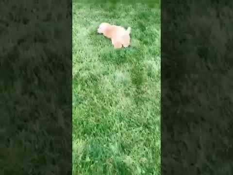 BABY MINI GOLDENDOODLE
