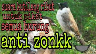 Download lagu Kutilang Ribut VS Brucil Mp3 100% Ampuh Anti zonk mp3 Download lagu Kutilang Ribut VS Brucil Mp3 100% Ampuh Anti zonk mp3