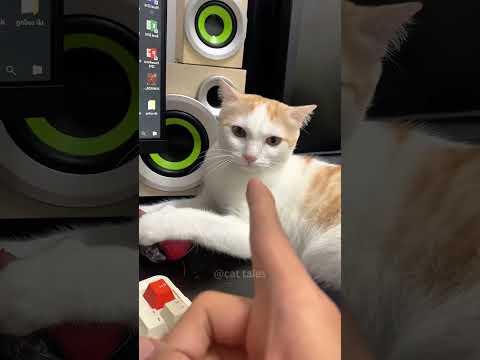Part 48  #funny #cat#WatchNow