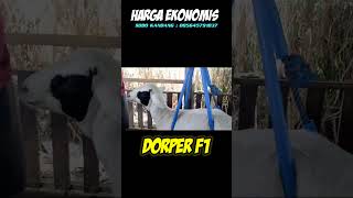 Download lagu harga domba murah ekonomis terbaru domba dorper f1 jantan sobo kandang #hargadomba #dorper #murah mp3