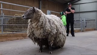 Download lagu Britain’s loneliest sheep ‘Fiona’ rescued after two years stuck on cliff mp3 Download lagu Britain’s loneliest sheep ‘Fiona’ rescued after two years stuck on cliff mp3