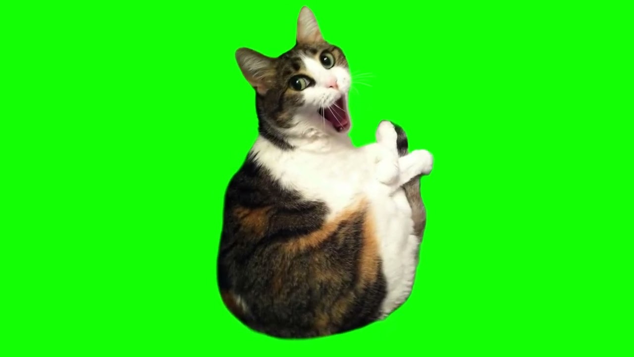 Angry Cat Memes | 4K Sticker | Emojis | No Copyright | Motion Graphics | Animation | Stock Footage
