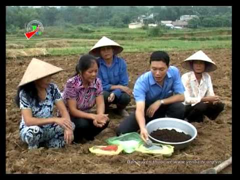 Kỹ Thuật Trồng Khoai Tây Vụ Đông