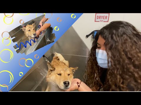 tractor supply seresto