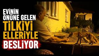  Evinin Önüne Gelen Tilkiyi Elleriyle Besliyor