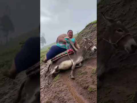 Ese burro no pudo con tanta colina #humor #viral #comedia