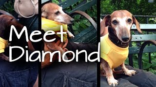 preview picture of video 'Meet Diamond, Senior Citizen Dachshund from NYC | NaNi Dogwear'