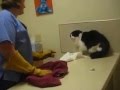 Psycho Cat Beats Up On Vet