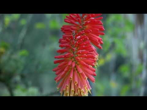 Amor Bandido - Corazon Serrano