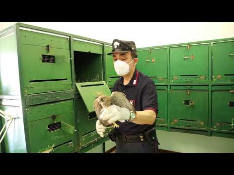 Alla scoperta delle specialità dell'Arma: i carabinieri forestali