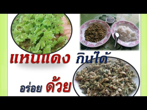 #แหนแดง กินได้ อร่อยด้วย:Azolla microfilla edible | loy สวนหลังบ้าน
