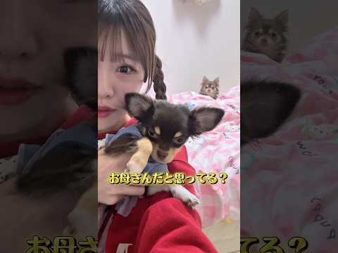 先住犬のことをママだと認識し始めた😭😭💦 #tiktok #shorts