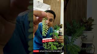 Download lagu Amazing Health Benefits of Bhoomi Amla | Natural Treatment for Liver Problems | Diabetes Home Remedy mp3