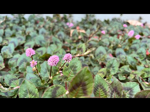 ラグーミニの木 (Prunus Tomentosa) を植える時期と、この崇高な果樹の世話をする方法は何ですか?  庭園