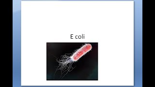 Microbiology 317 a Enterobacteriaceae E Coli Escherichia coli Diarrhoea UTI Travellers O157 H7 test