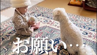 しっかり者の兄犬が初めて赤ちゃんに甘えた理由が可愛すぎた…笑【マルプー×生後8ヶ月】