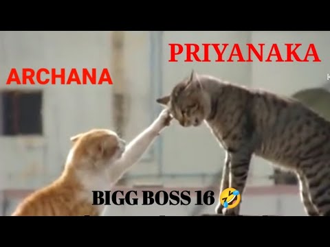 Priyanka Archana cat fight from bb16 #funnycatfight