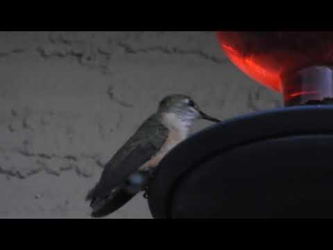 Rufous Hummingbird - Female