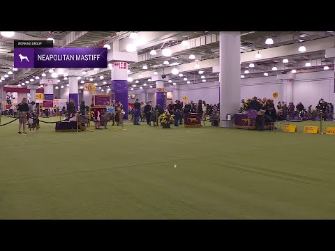 Neapolitan Mastiffs | Breed Judging 2026