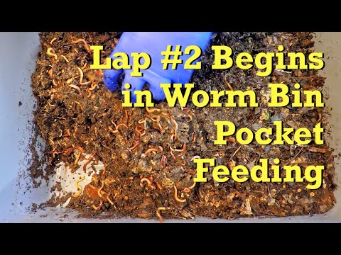 Pocket feeding' #5 in 42-day ENC worm composting system - vermicompost
