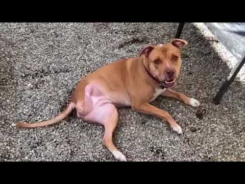 Amber-I have 3 legs!, an adopted American Staffordshire Terrier in Pasadena, CA_image-1