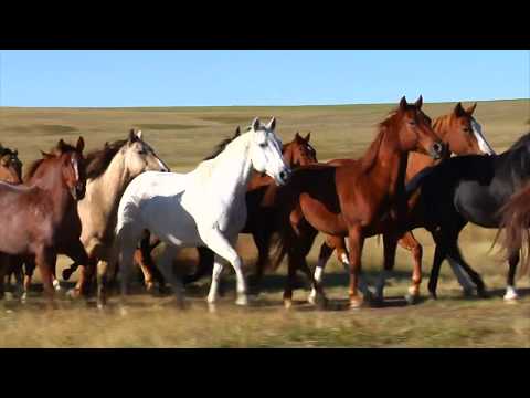 -Jeg er en glad lille Cowboy -BØRNENES SANGSKAT Lars Stryg Band