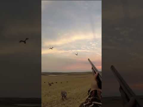 Sandhill Crane Hunting - 2 FOR 2!