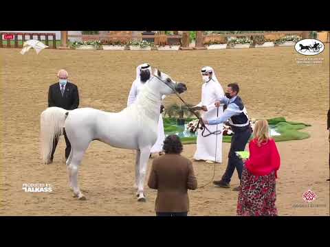 N 182 MOHANNED AL WAAB   6th Qatar Nat  Arabian Peninsula HS for individual Owners   Stallions 7+ Ye